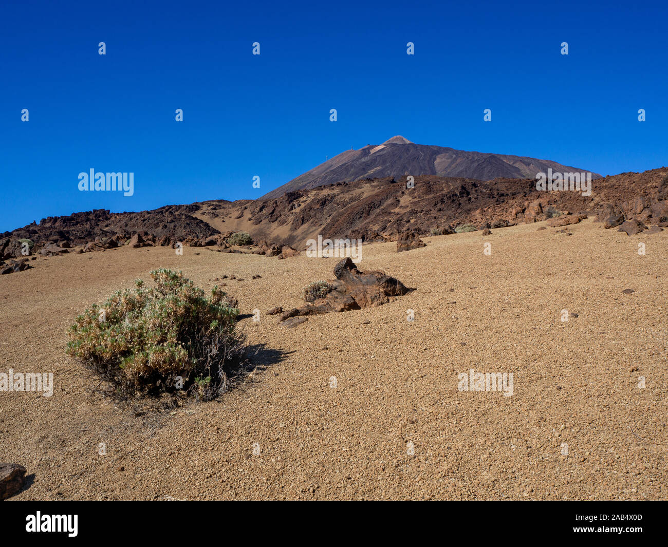 Paysage aride et la végétation dans le Parc National du Teide, Tenerife, avec une vue sur le mont volcan Teide en arrière-plan, Îles Canaries, Espagne Banque D'Images