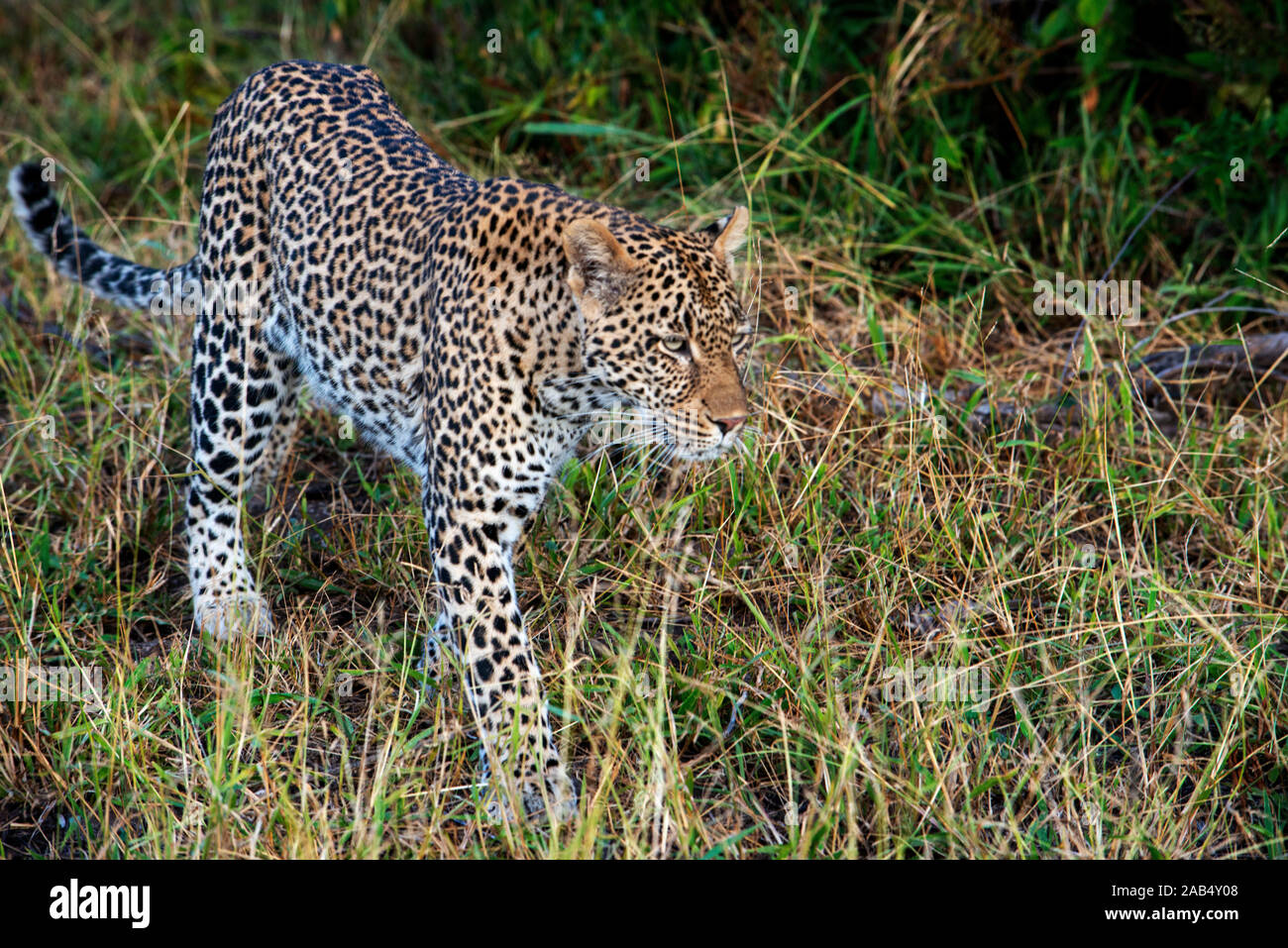 Leopard (Panthera pardus) dans Mala Mala Game Reserve Sabi Sand Park Kruger, Afrique du Sud Afrique du Sud Banque D'Images