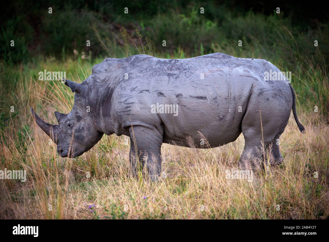 Les rhinocéros blanc à Mala Mala Game Reserve Sabi Sand Park Kruger, Afrique du Sud Afrique du Sud Banque D'Images