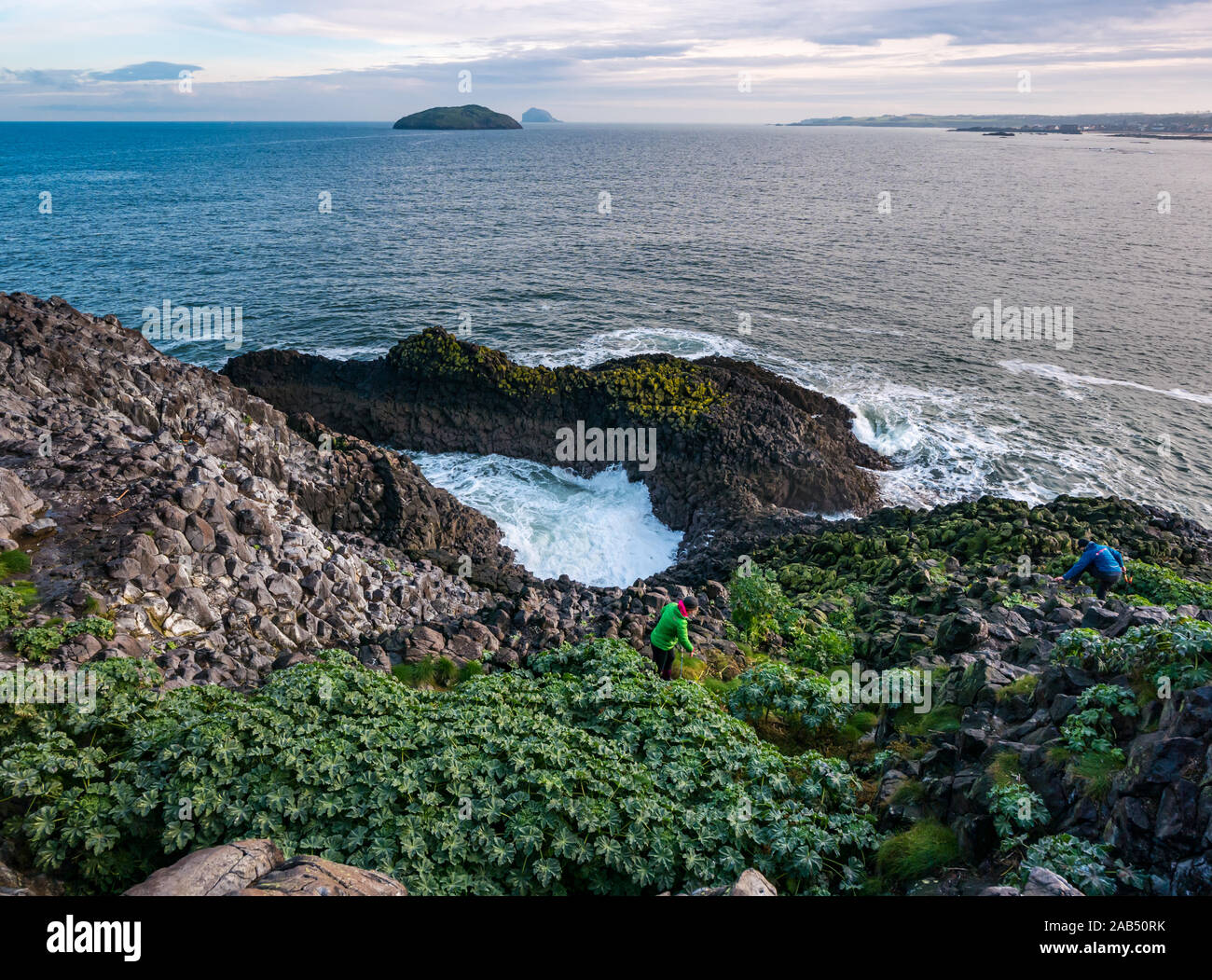 Rocky cliff view de Lamb Island avec vue sur la mer et d'usure de l'arbre de coupe bénévoles mallow, Firth of Forth, Ecosse, Royaume-Uni Banque D'Images