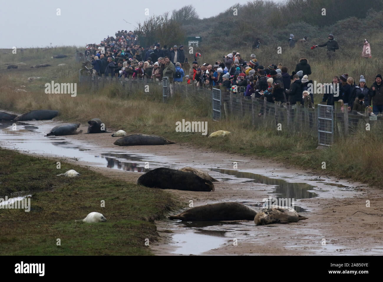 Visiteurs à Donna Nook colonie de phoques gris, Lincolnshire, Royaume-Uni Banque D'Images