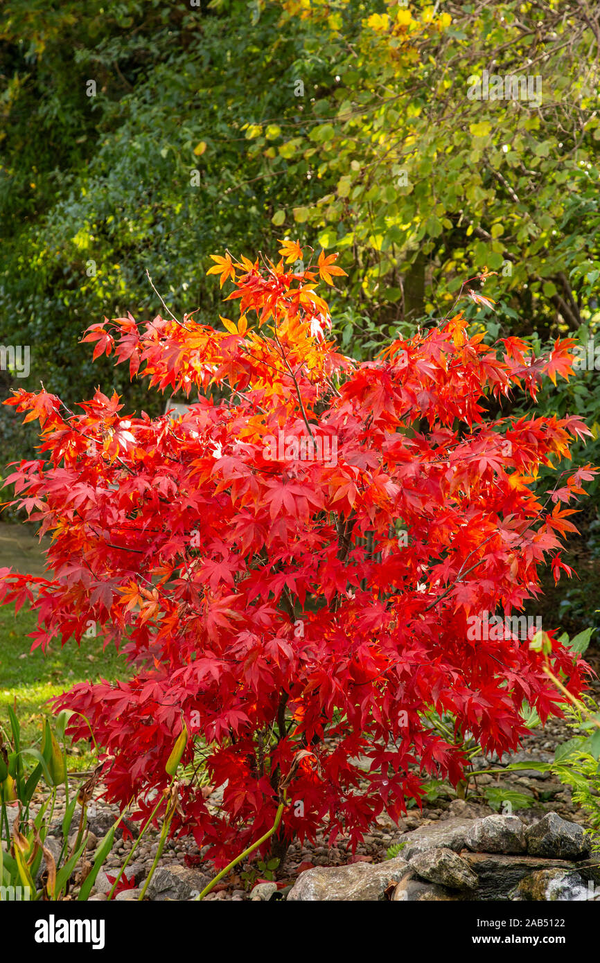 Acer palmatum Osakazuki, érable japonais aux couleurs automnales, dans un jardin du Devon Banque D'Images