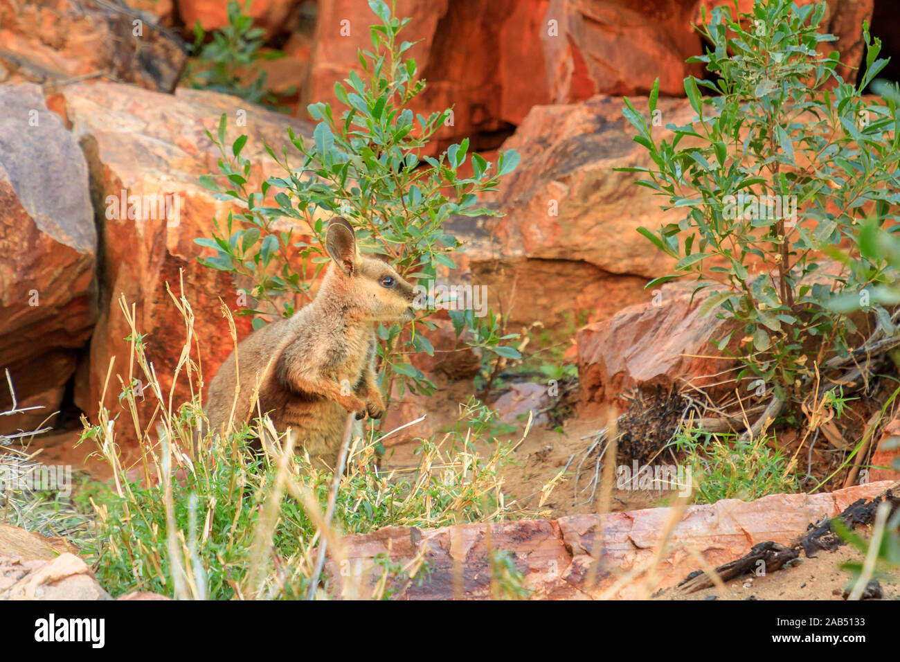 Vue latérale du black-footed rock wallaby debout le long de la piste de marche en Simpsons Gap, West MacDonnell Ranges National Park, Territoire du Nord Banque D'Images