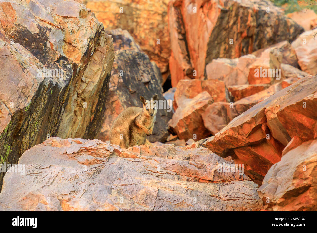 Black-footed rock wallaby debout sur parois rocheuses le long de la piste de marche en Simpsons Gap, West MacDonnell Ranges National Park, Territoire du Nord Banque D'Images