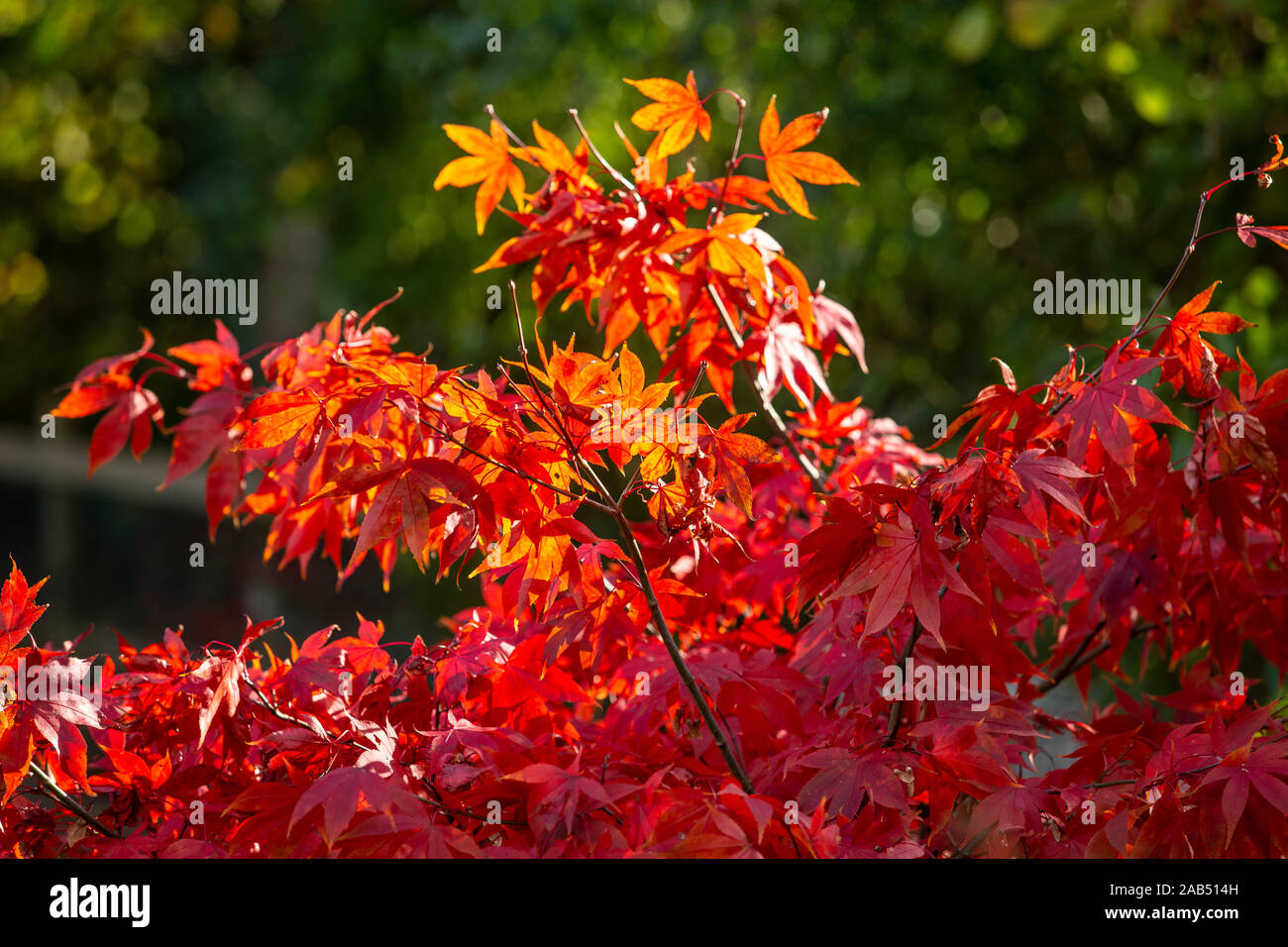 Acer palmatum Osakazuki, un érable japonais avec la couleur en automne, dans une garde de Devon Banque D'Images