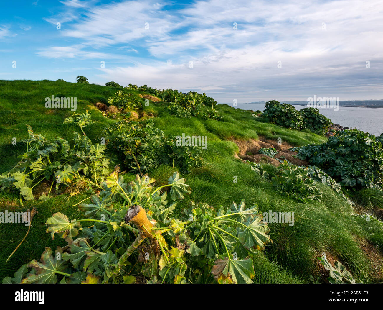 Scottish Seabird Centre projet de bénévolat avec cut tree mallow, Lamb Island, Firth of Forth, Ecosse, Royaume-Uni Banque D'Images