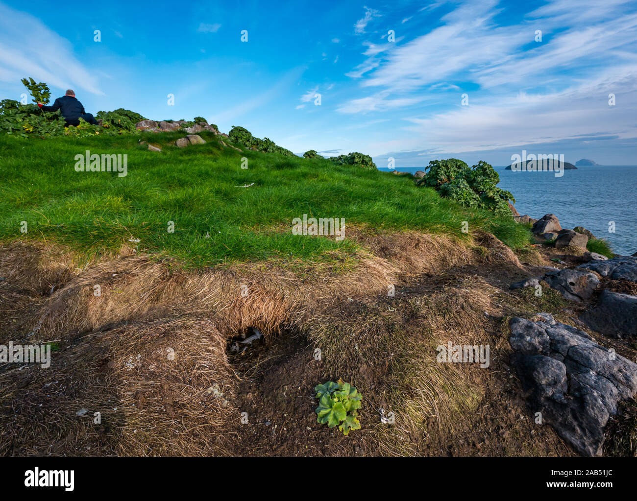 Scottish Seabird Centre projet bénévole arbre coupe mallow macareux avec burrow, Lamb Island, Firth of Forth, Ecosse, Royaume-Uni Banque D'Images