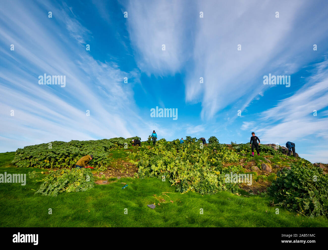 Scottish Seabird Centre projet de bénévolat avec des bénévoles de l'arbre de coupe mauve, de l'île d'agneau, Firth of Forth, Ecosse, Royaume-Uni Banque D'Images