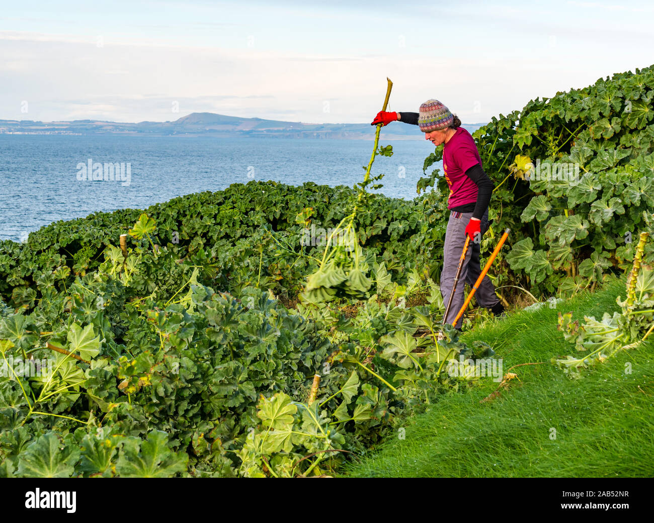 Scottish Seabird Centre projet de bénévolat avec woman cutting tree mallow, Lamb Island, Firth of Forth, Ecosse, Royaume-Uni Banque D'Images