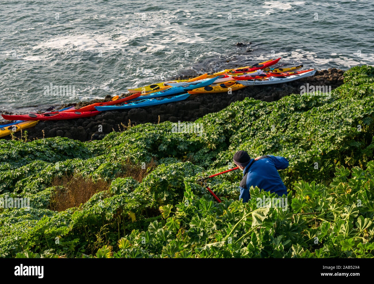Lothian Club de kayak de mer kayaks sur côte rocheuse avec des bénévoles masculins arbre coupe mauve, de l'île d'agneau, Firth of Forth, Ecosse, Royaume-Uni Banque D'Images