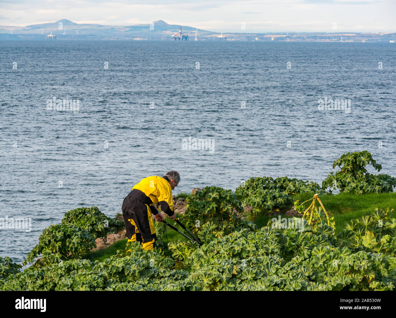 Scottish Seabird Centre projet bénévole dans l'homme arbre coupe mauve, de l'île d'agneau, Firth of Forth, Ecosse, Royaume-Uni Banque D'Images