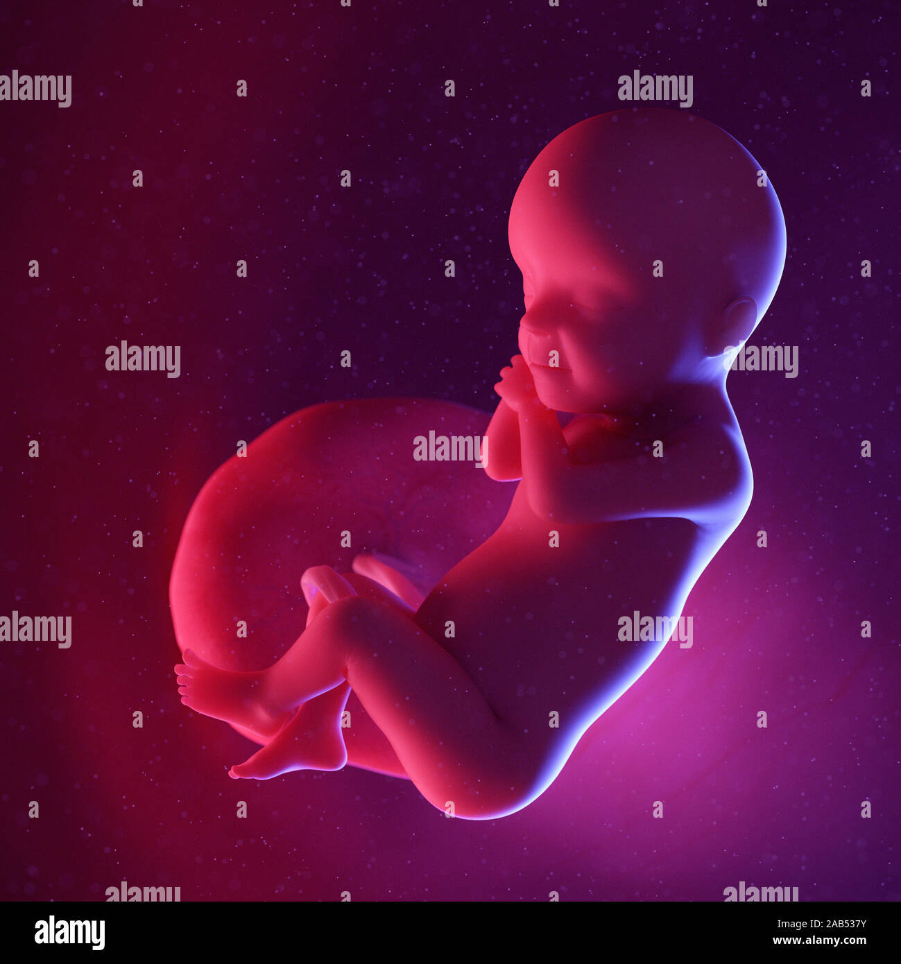 Médicalement en rendu 3d illustration de précision un foetus humain - semaine 30 Banque D'Images