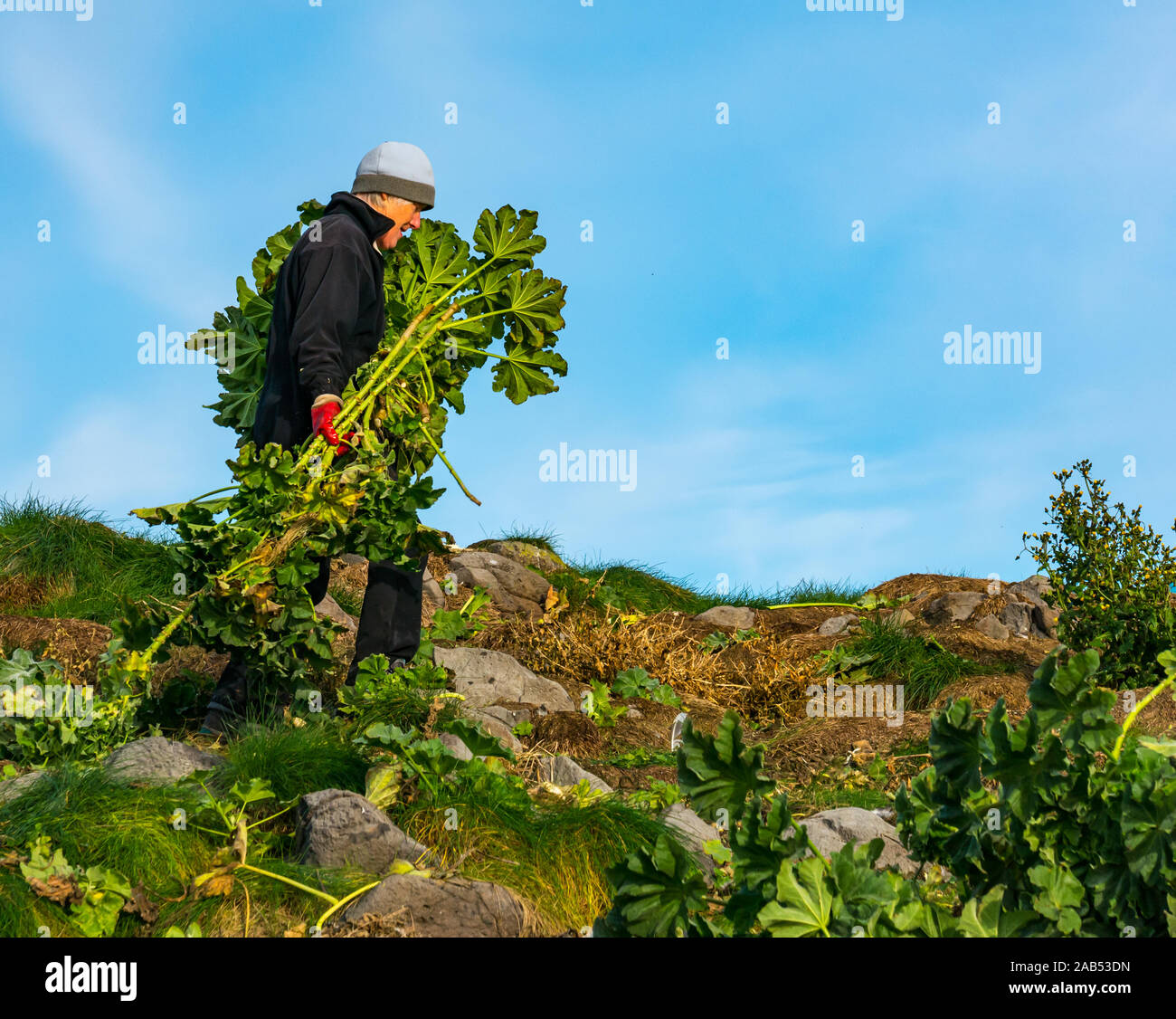 Scottish Seabird Centre projet bénévole avec de hauts arbres coupe femme mauve, de l'île d'agneau, Firth of Forth, Ecosse, Royaume-Uni Banque D'Images