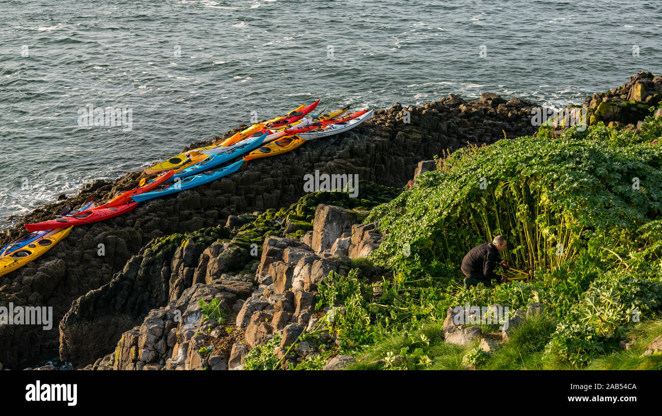 Lothian Club de kayak de mer kayaks avec arbre coupe bénévole masculin mauve, de l'île d'agneau, Firth of Forth, Ecosse, Royaume-Uni Banque D'Images