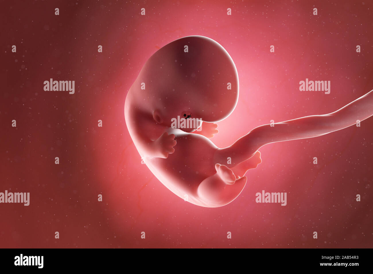 Médicalement en rendu 3d illustration précise d'un foetus à la semaine 8 Banque D'Images