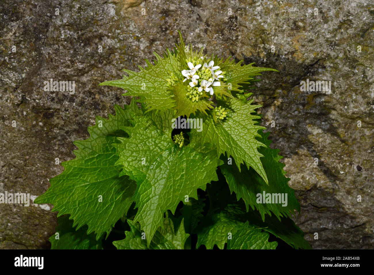 L'alliaire officinale (Alliaria petiolata) est originaire d'Europe, Asie occidentale et centrale et du nord-ouest de l'Afrique. Elle pousse dans les bois et les haies. Banque D'Images