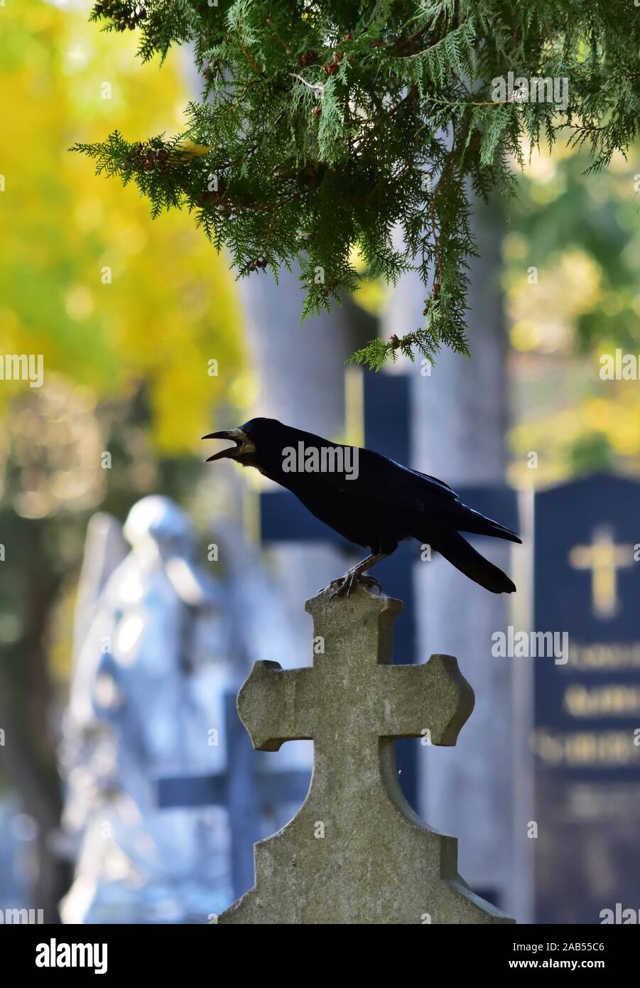 Corbeau freux (corvus frugilegus) assis sur une pierre tombale dans le cimetière central de Vienne, en Autriche. Banque D'Images Corbeau freux (corvus frugilegus) assis sur une pierre tombale dans le cimetière central de Vienne, en Autriche. Banque D'Images