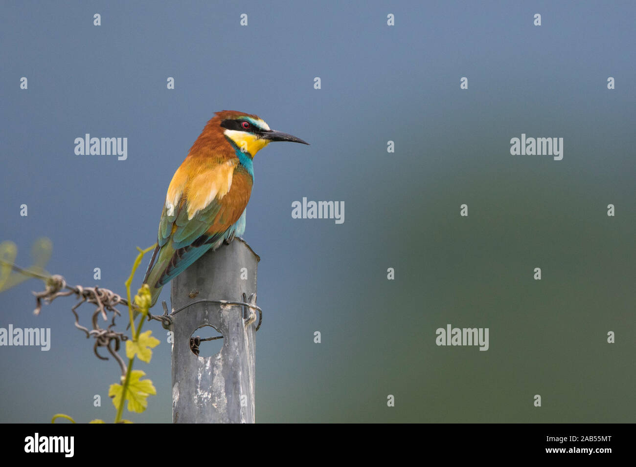 Bienenfresser (Merops apiaster) Banque D'Images