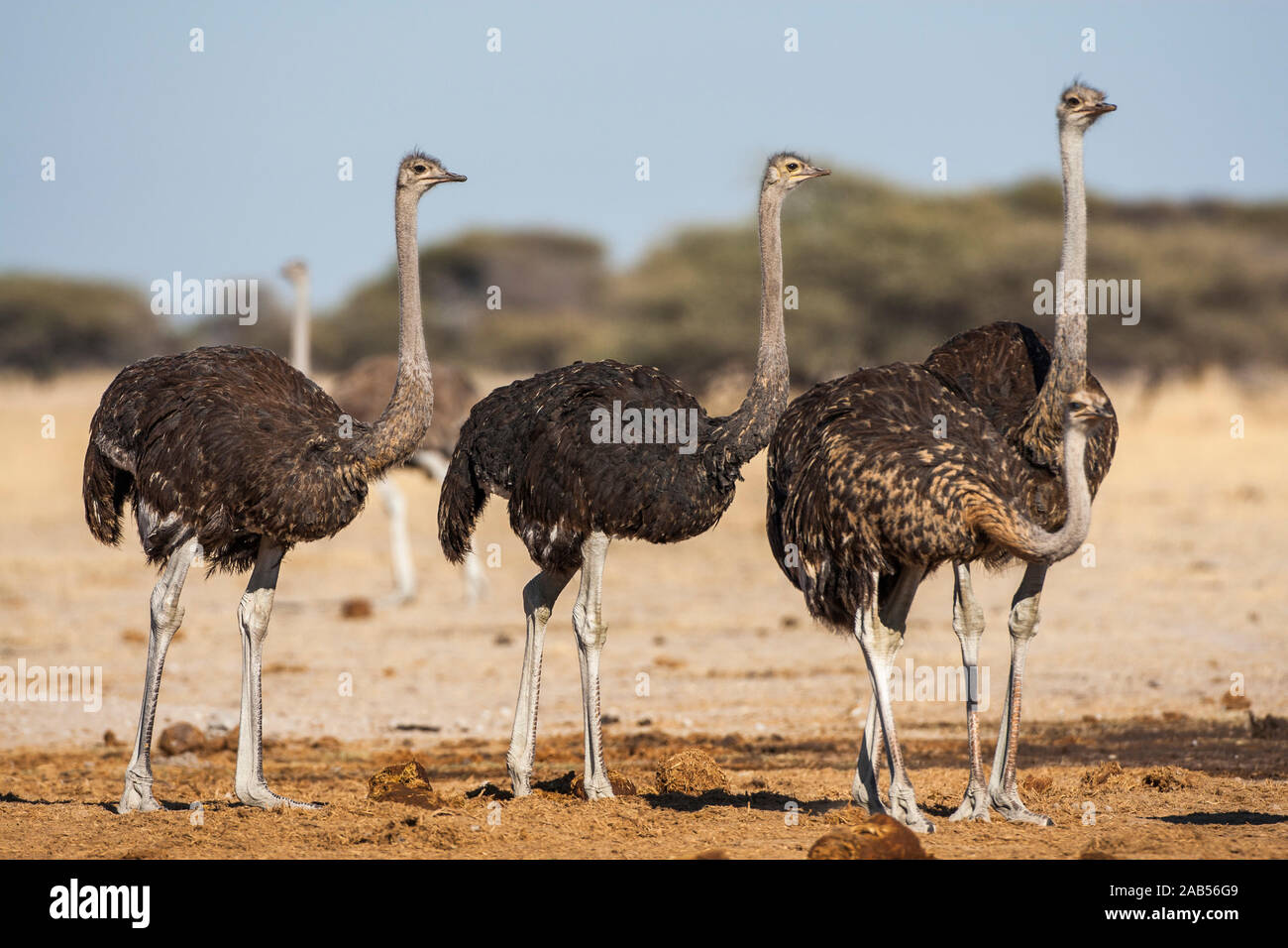 Afrikanische Strauße (Struthio camelus) Banque D'Images