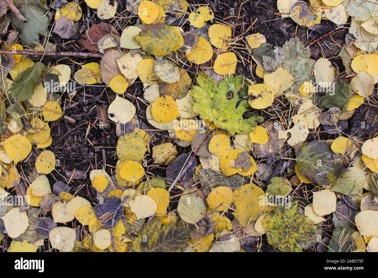 Feuilles d'automne colorées et aiguilles de pin sur fond de sol Banque D'Images