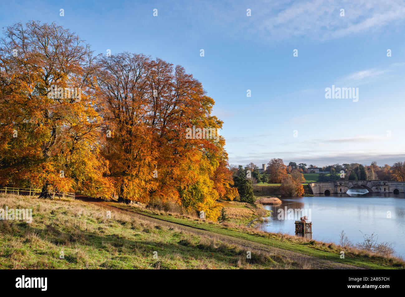 Fagus sylvatica. Les hêtres automne tôt le matin de l'automne la lumière du soleil. Parc de Blenheim, Oxfordshire, Angleterre Banque D'Images