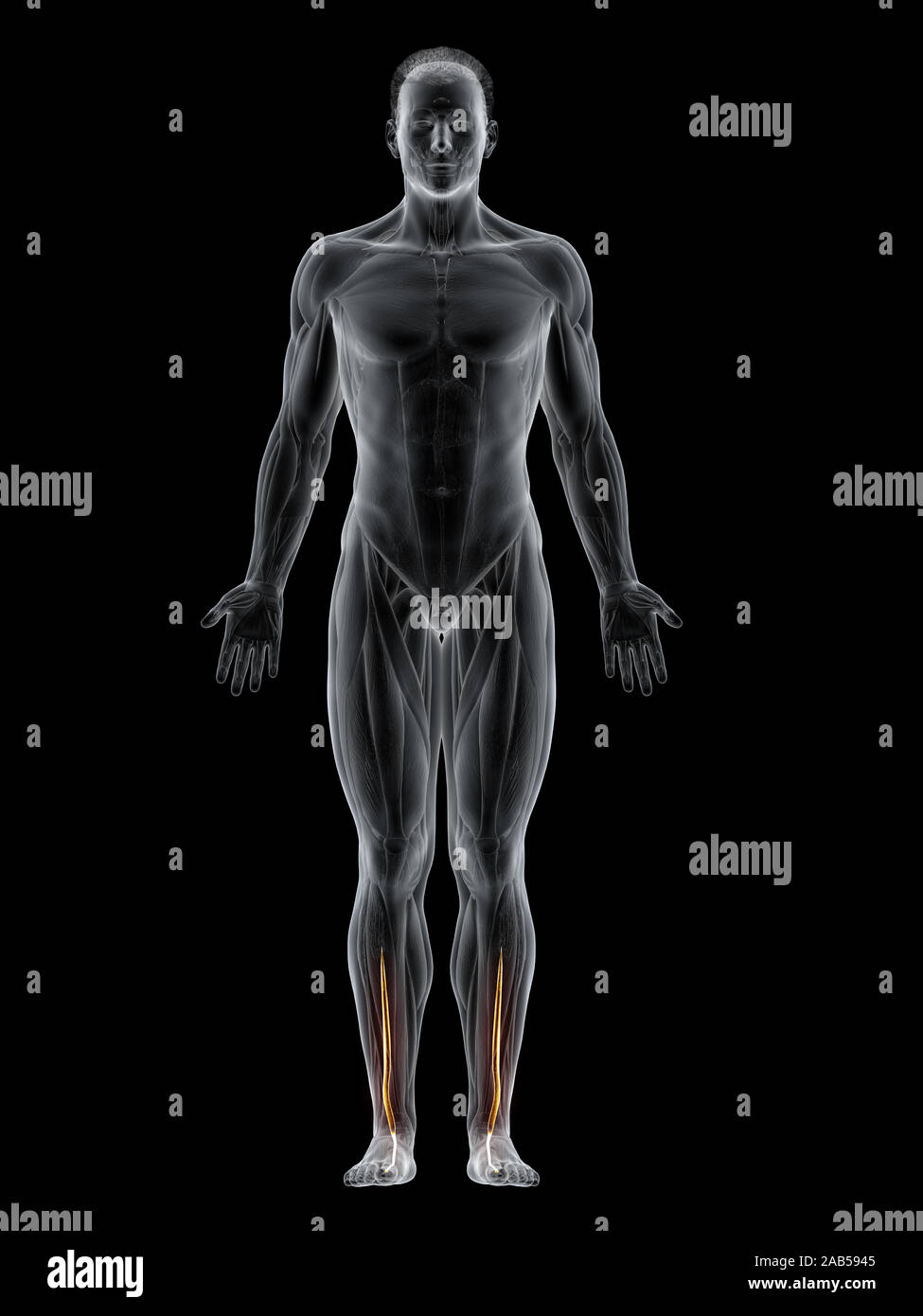 Le muscle en rendu 3d illustration de l'extensor hallucis longus Banque D'Images