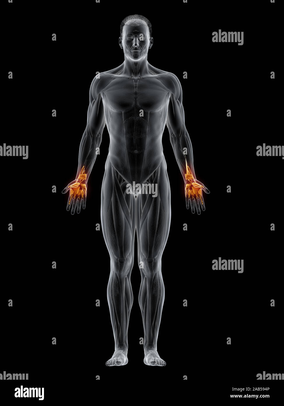 Le muscle en rendu 3d illustration de la muscles de la main Banque D'Images