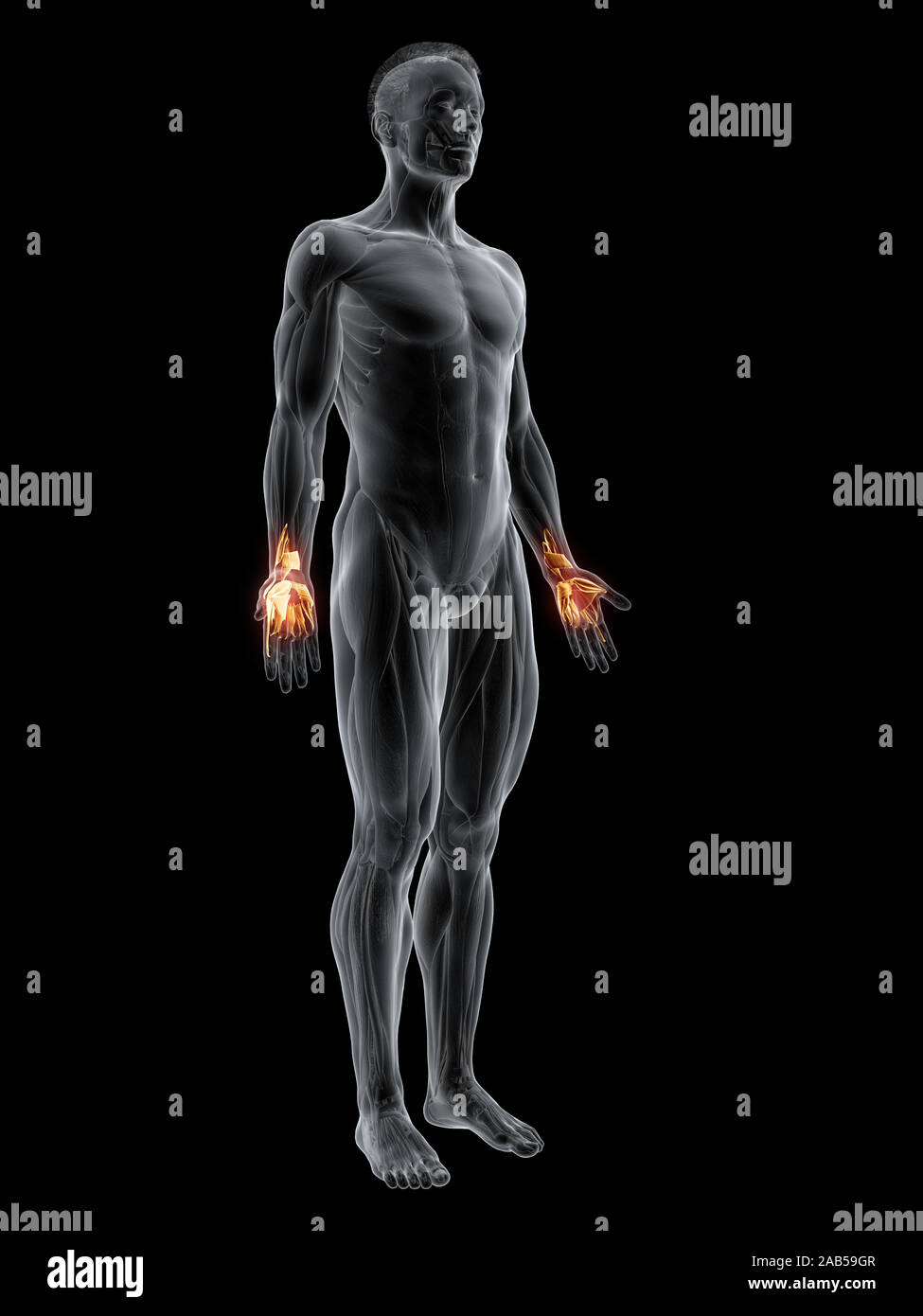 Le muscle en rendu 3d illustration de la muscles de la main Banque D'Images