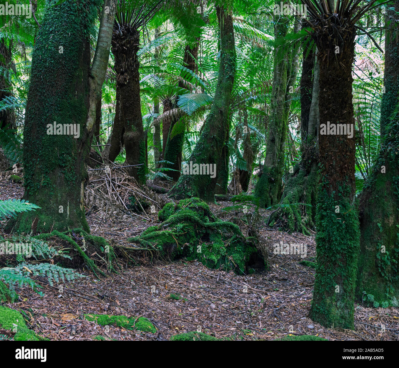 Arbres couverts de mousse dans la St Columba Falls State Reserve, Tasmanie, Australie. Banque D'Images