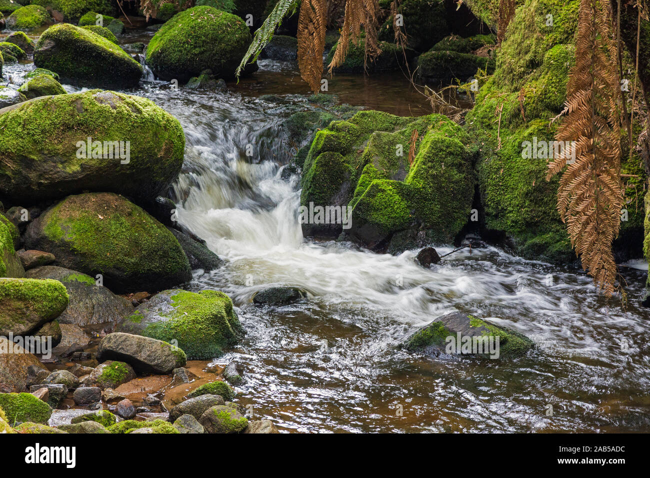 Cascade dans le St Columba Falls State Reserve, Tasmanie, Australie. Banque D'Images