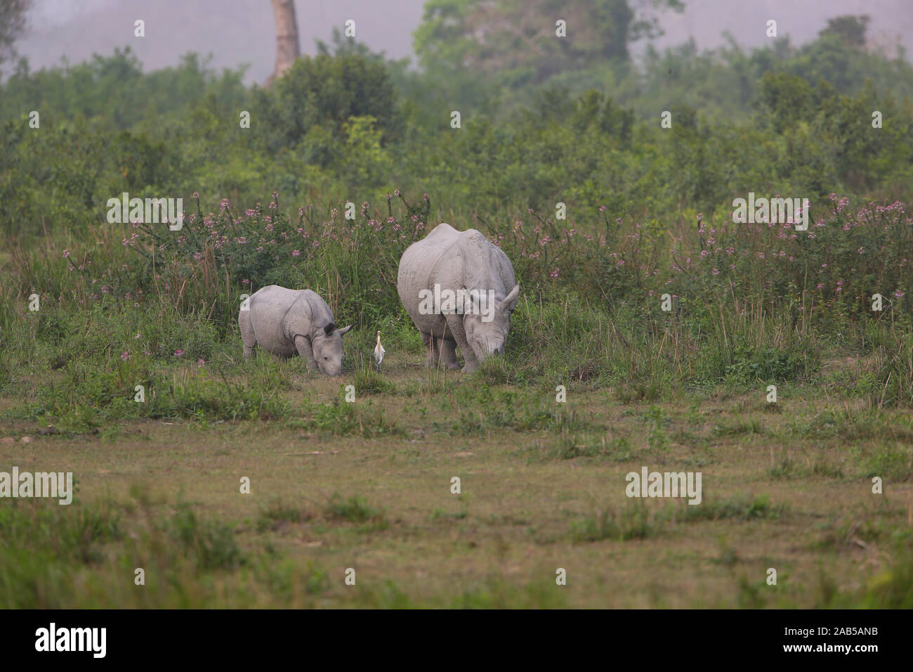 La mère et le bébé Rhino paissant dans la prairie Kaziranga (Assam, Inde) Banque D'Images