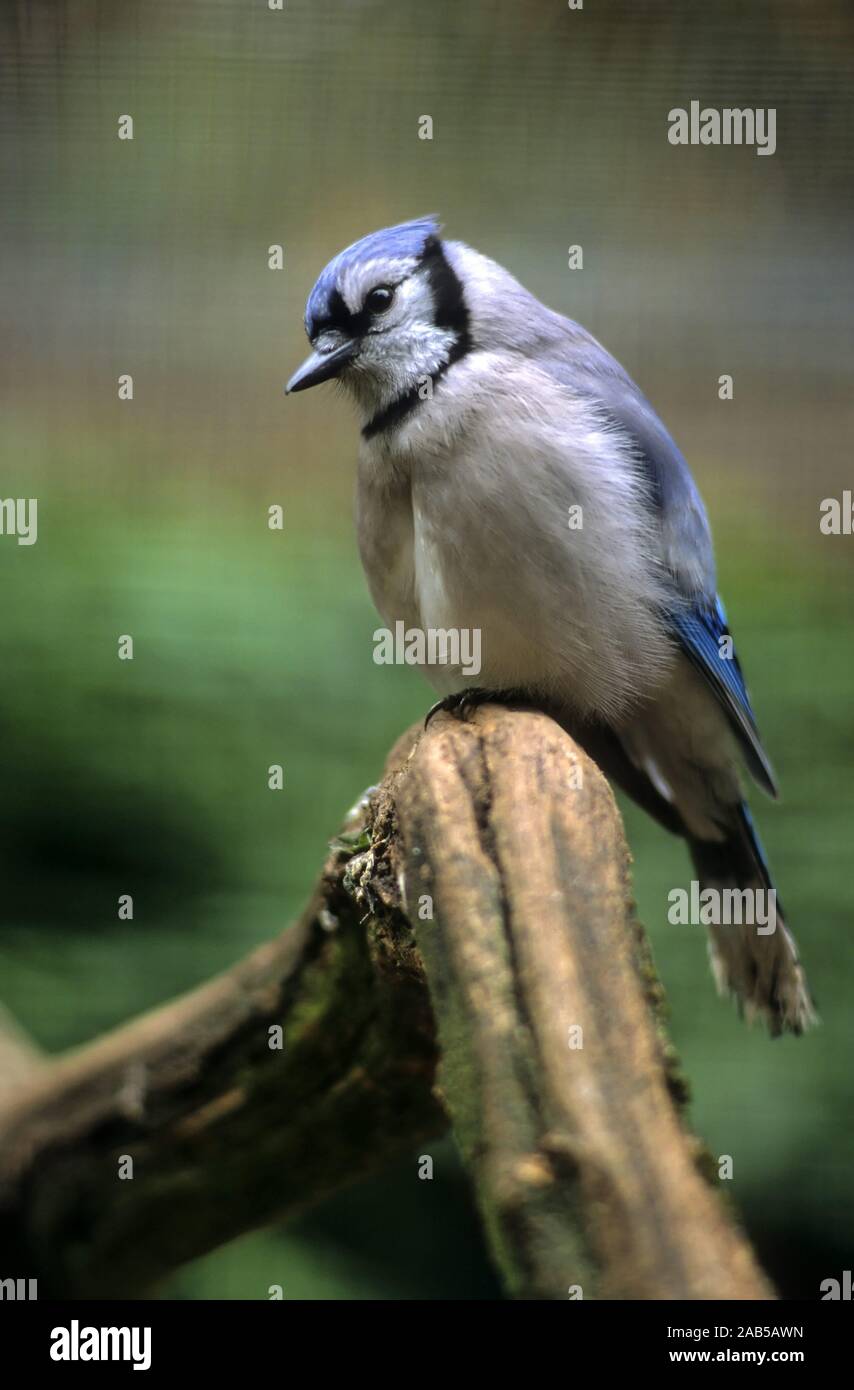 Le Geai bleu (Cyanocitta cristata) Banque D'Images