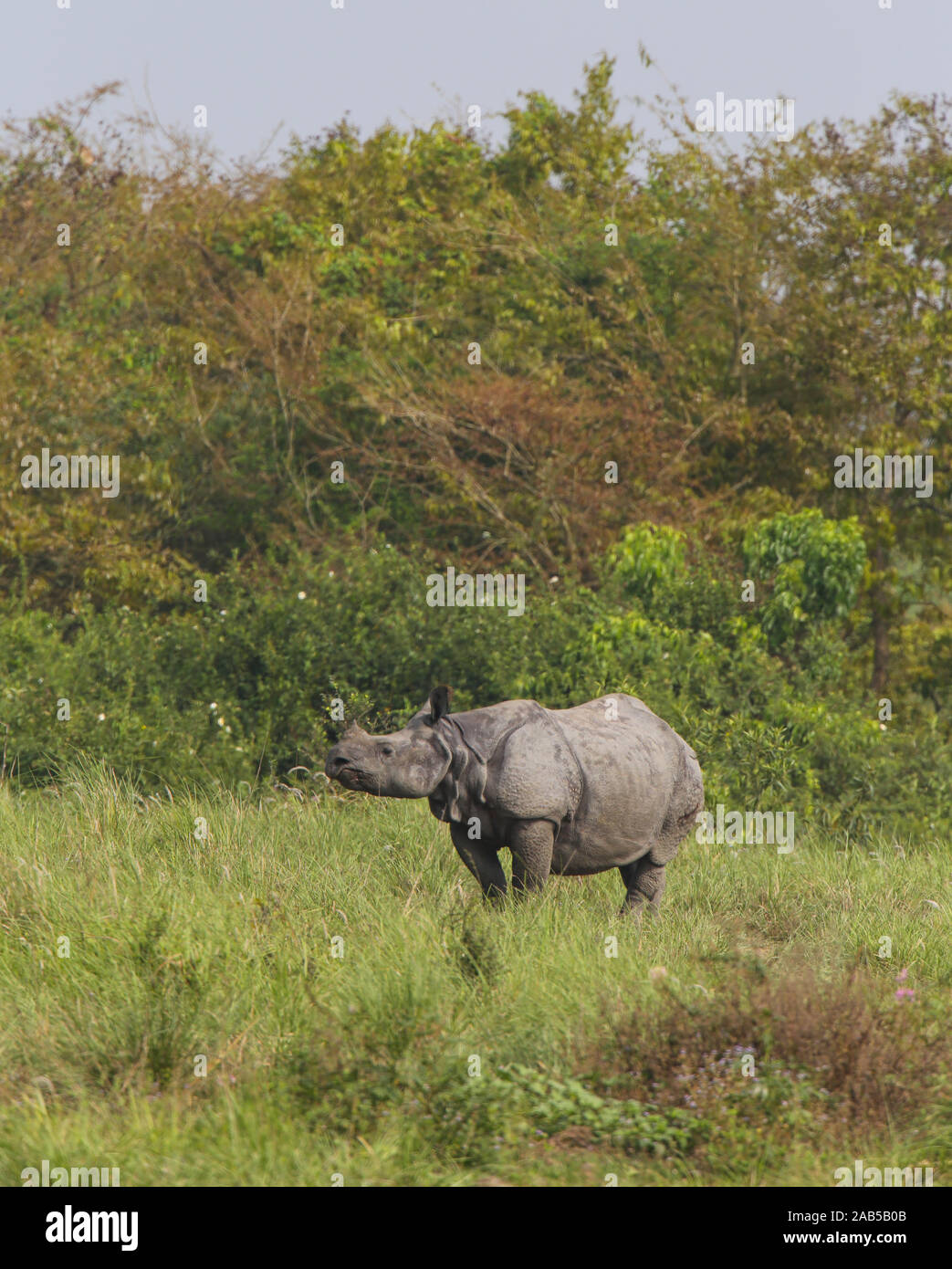 Un rhinocéros Cornu paissant dans les prairies du parc national de Kaziranga (Inde) Banque D'Images