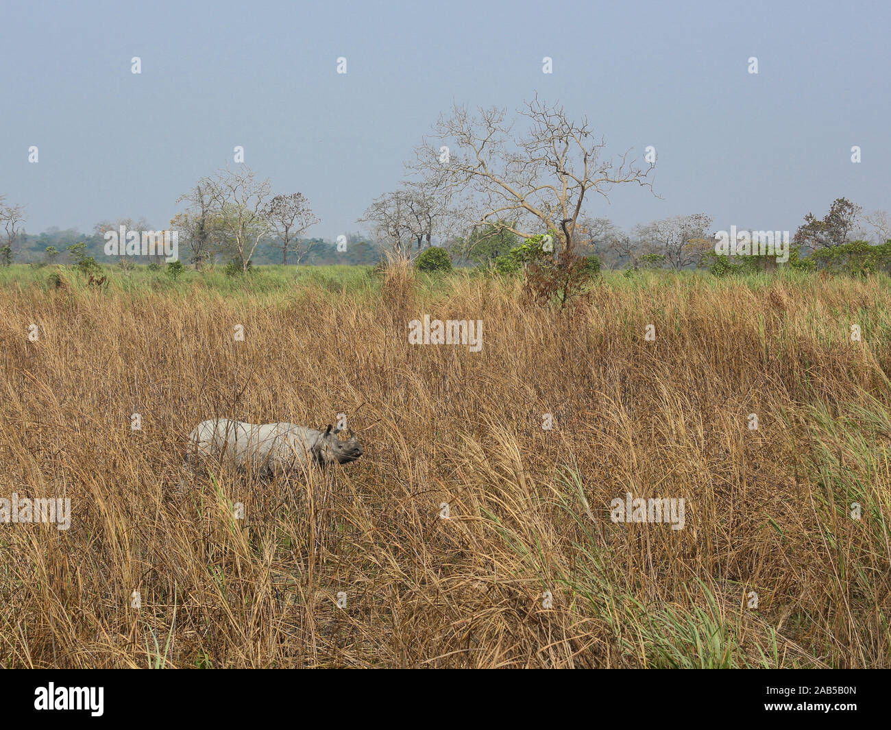 Un rhinocéros Cornu paissant dans les prairies du parc national de Kaziranga (Inde) Banque D'Images