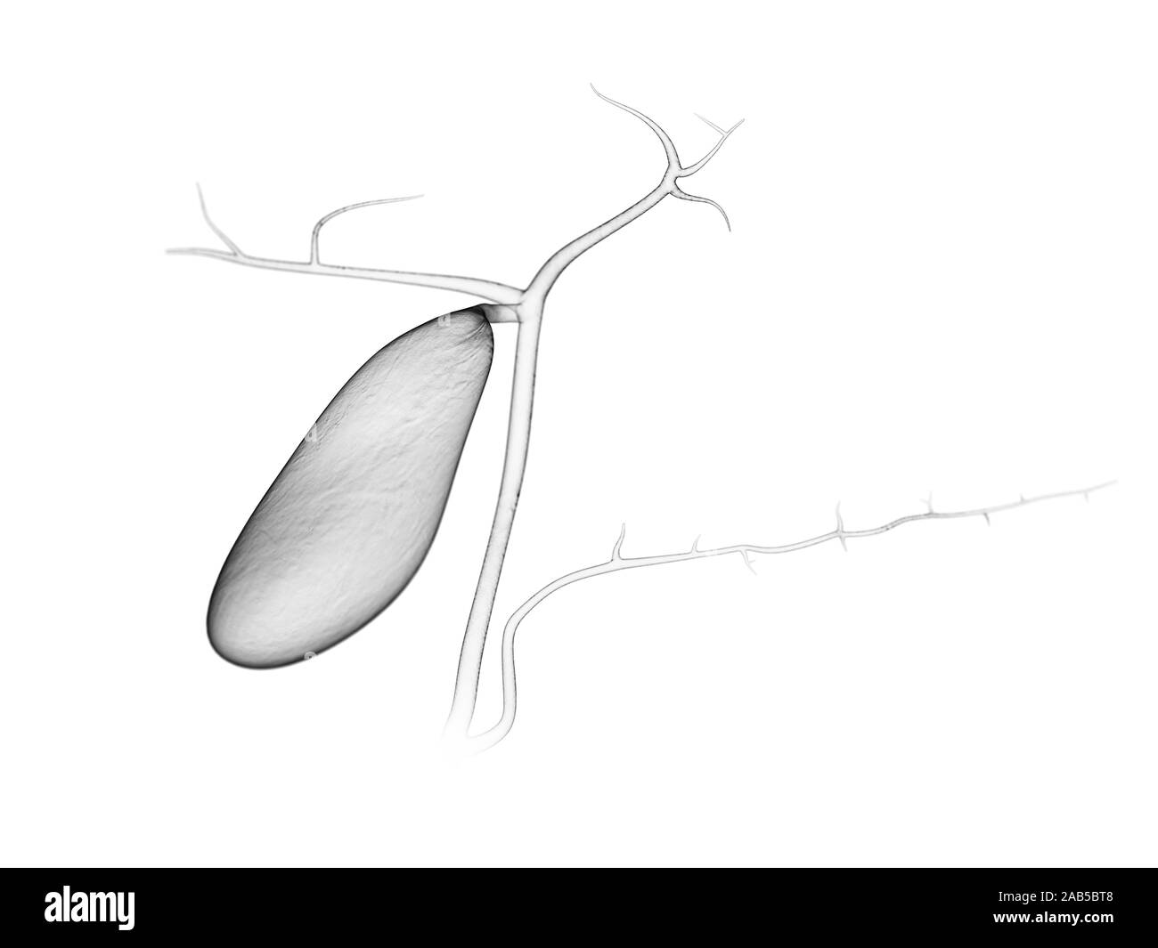 Médicalement en rendu 3d illustration de la vesícula biliaire précis Banque D'Images
