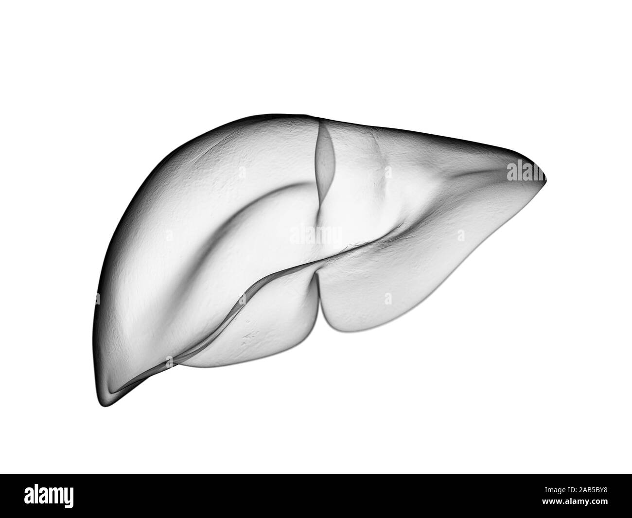 Médicalement en rendu 3d illustration du foie précis Banque D'Images