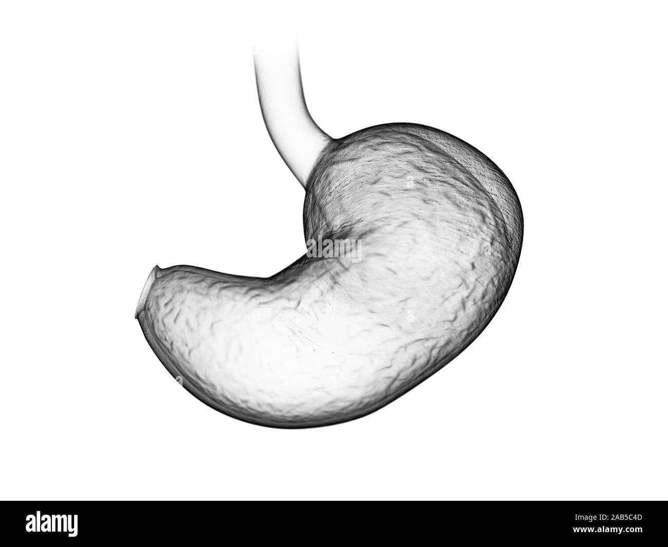 Médicalement en rendu 3d illustration exacte de l'estomac Banque D'Images