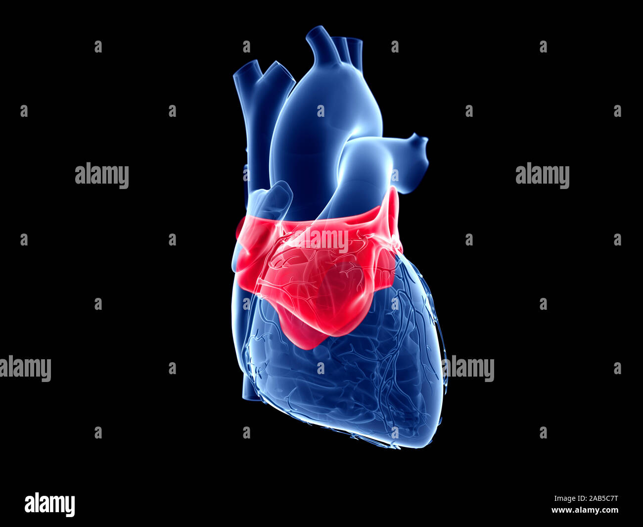 Médicalement en rendu 3d illustration exacte de l'oreillette gauche Banque D'Images
