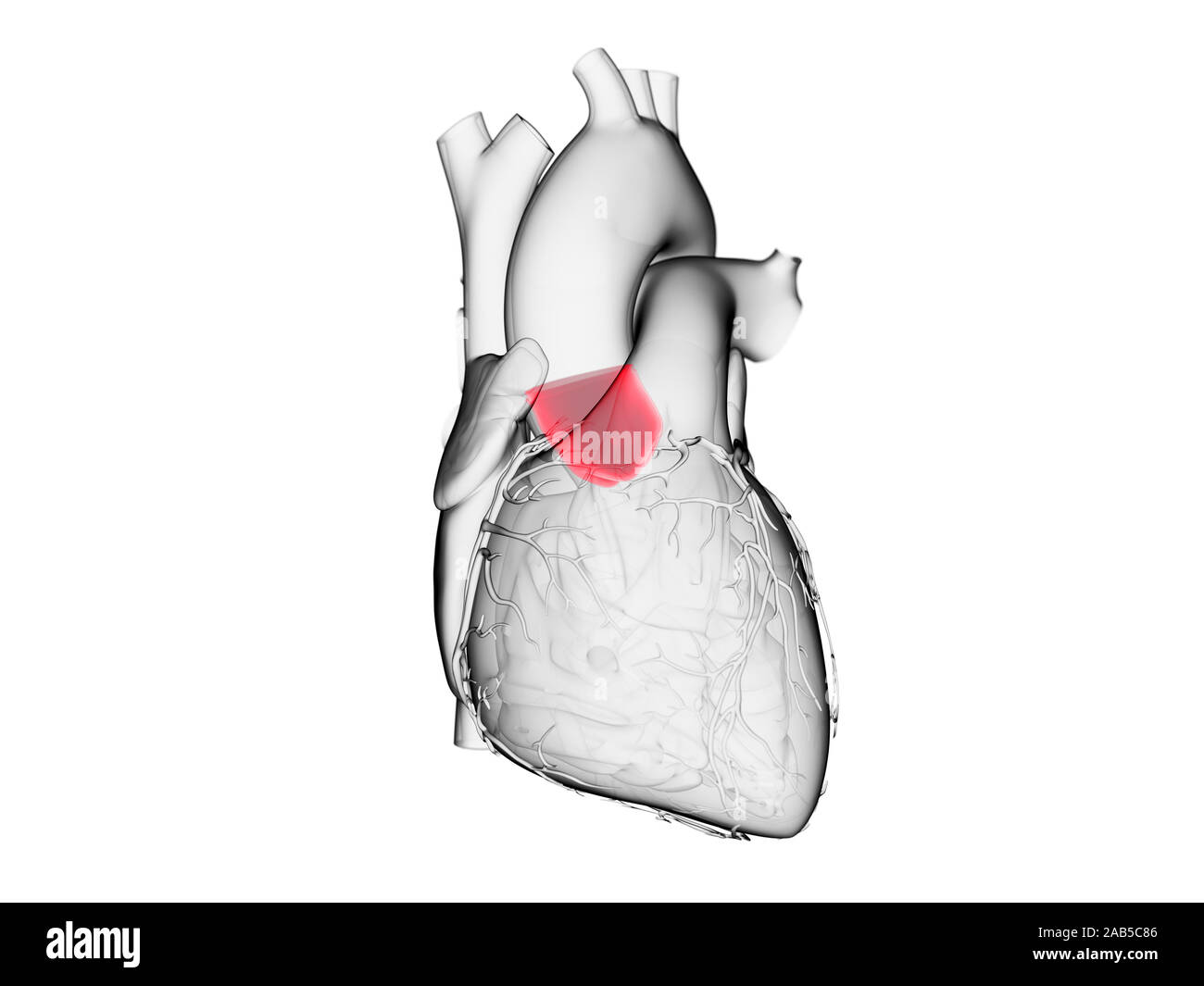 Médicalement en rendu 3d illustration précise de la valve aortique Banque D'Images