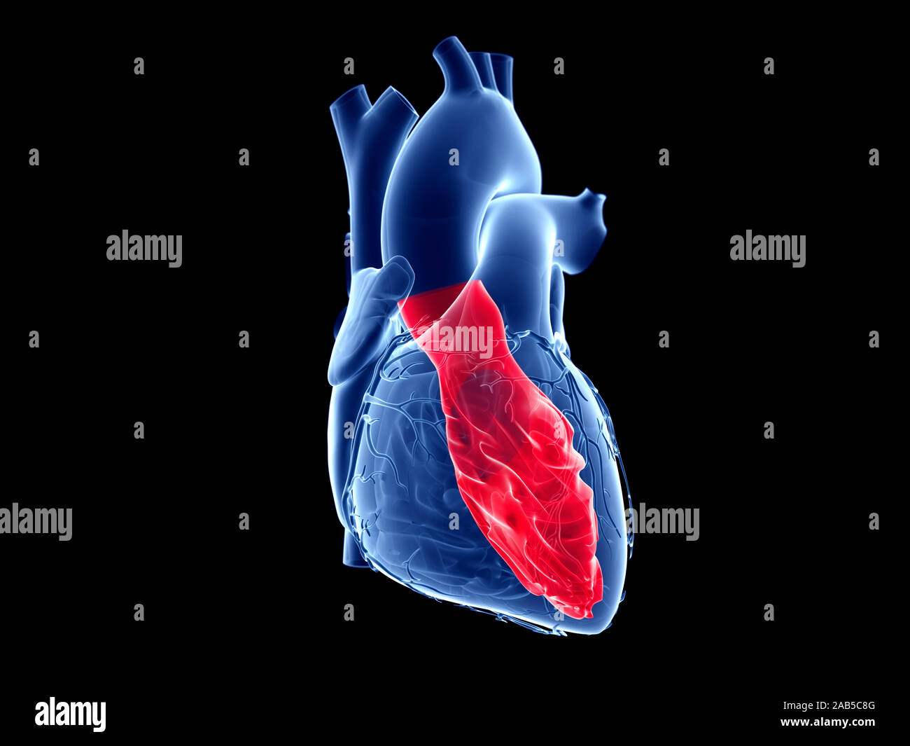 Médicalement en rendu 3d illustration précise du ventricule gauche Banque D'Images