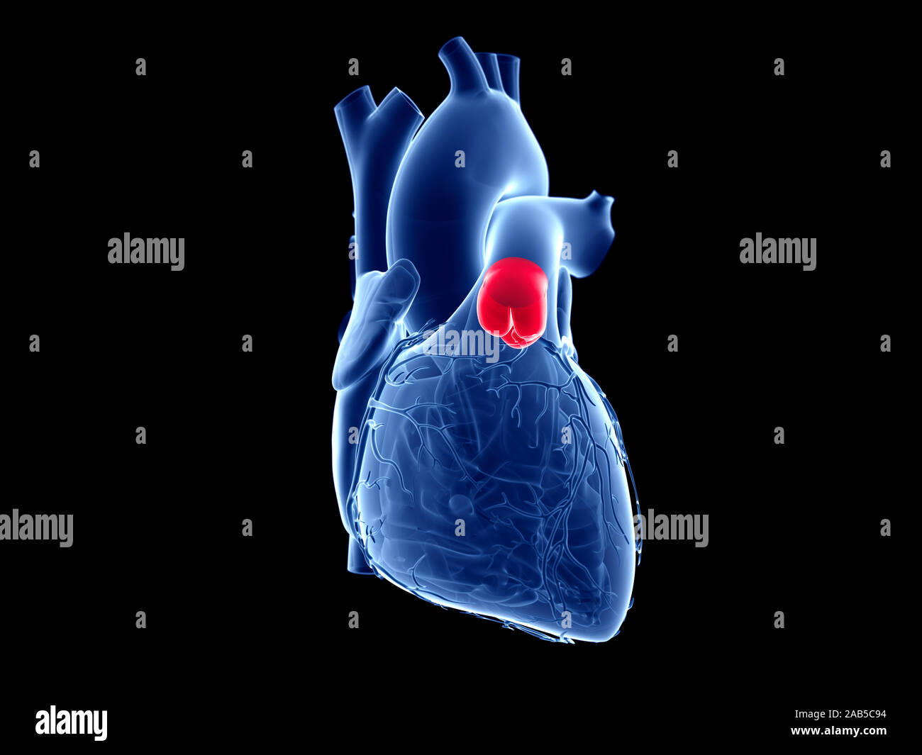 Médicalement en rendu 3d illustration de la précision de la valve pulmonaire Banque D'Images