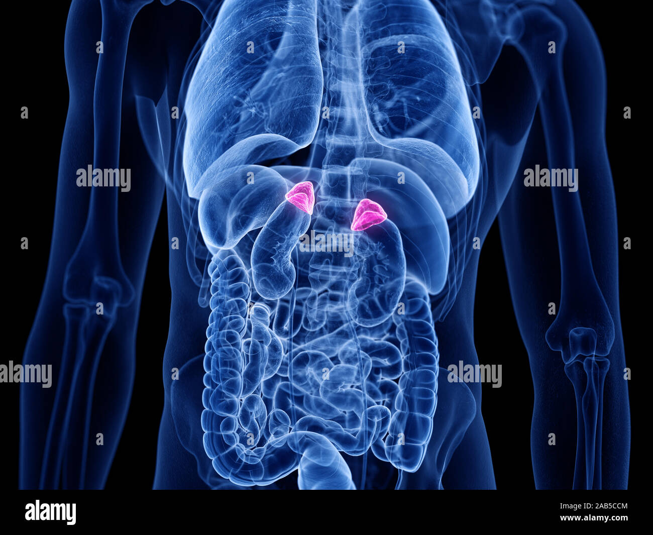 Médicalement en rendu 3d illustration précise de la glande surrénale Banque D'Images