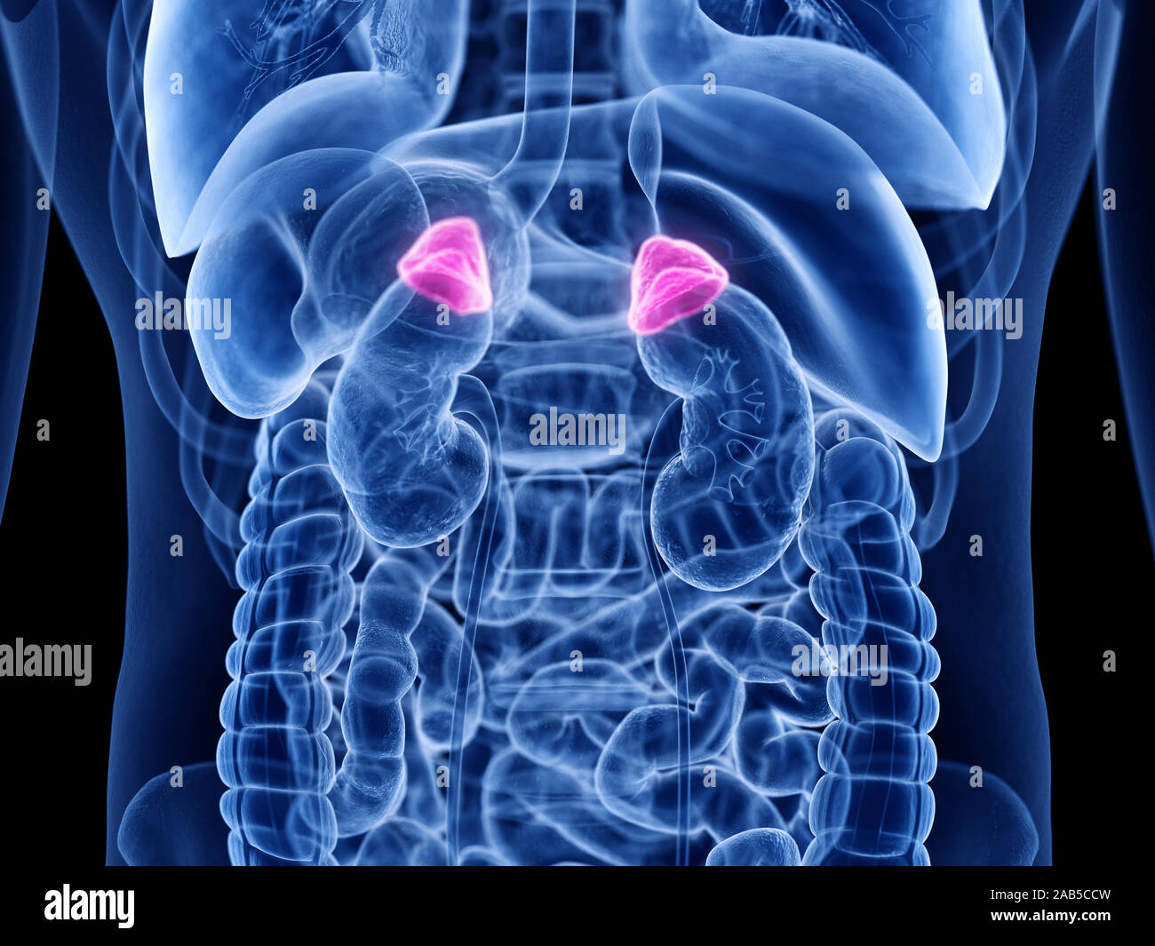 Médicalement en rendu 3d illustration précise de la glande surrénale Banque D'Images