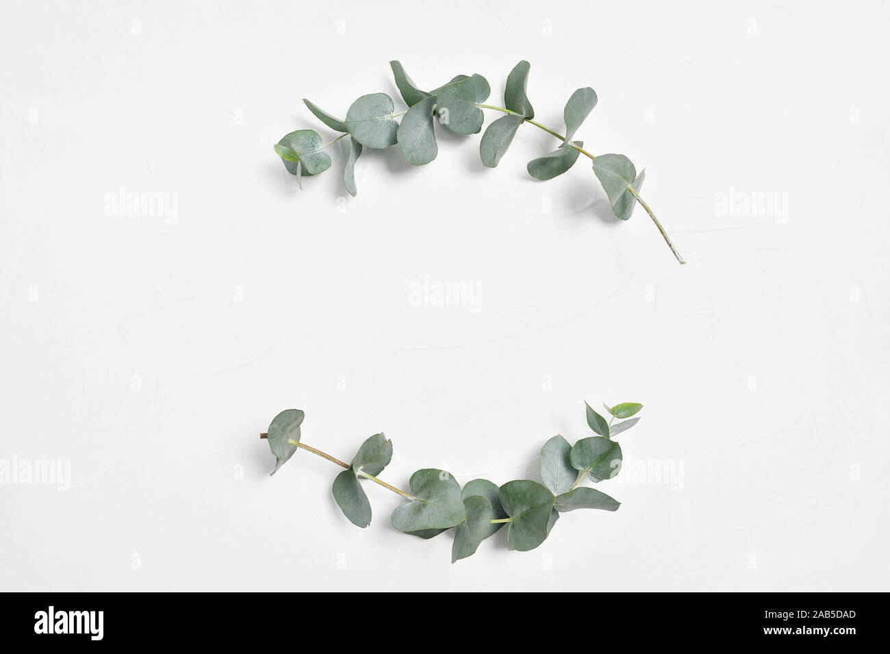 Des feuilles d'Eucalyptus cadre sur fond blanc avec place pour votre texte. Couronne faite de branches de feuilles. Mise à plat, vue du dessus Banque D'Images