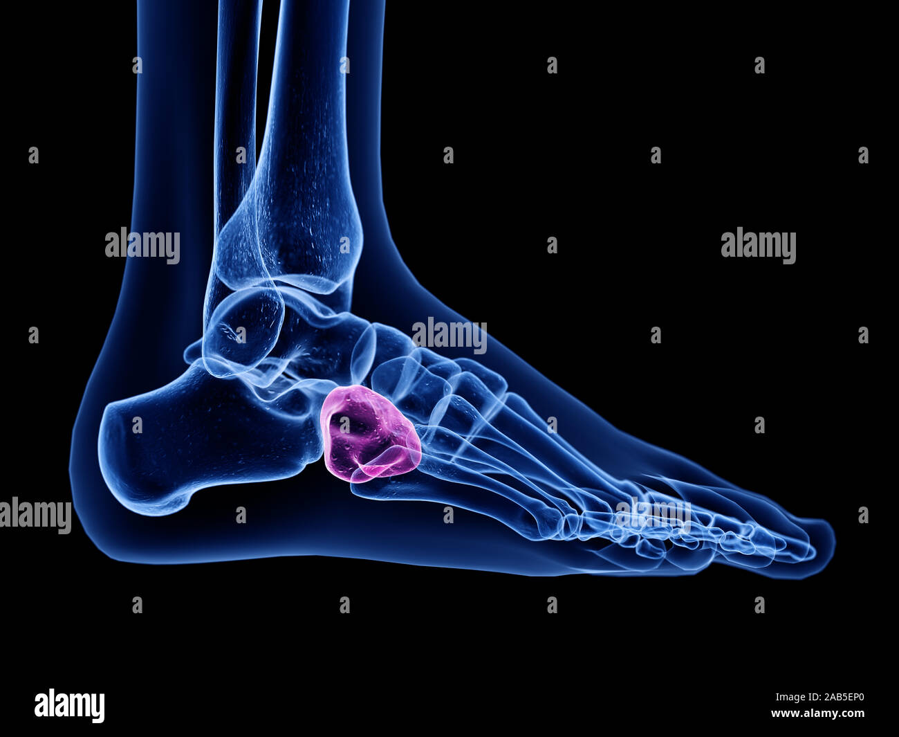 Médicalement en rendu 3d illustration de l'exacte de l'os cuboïde Banque D'Images