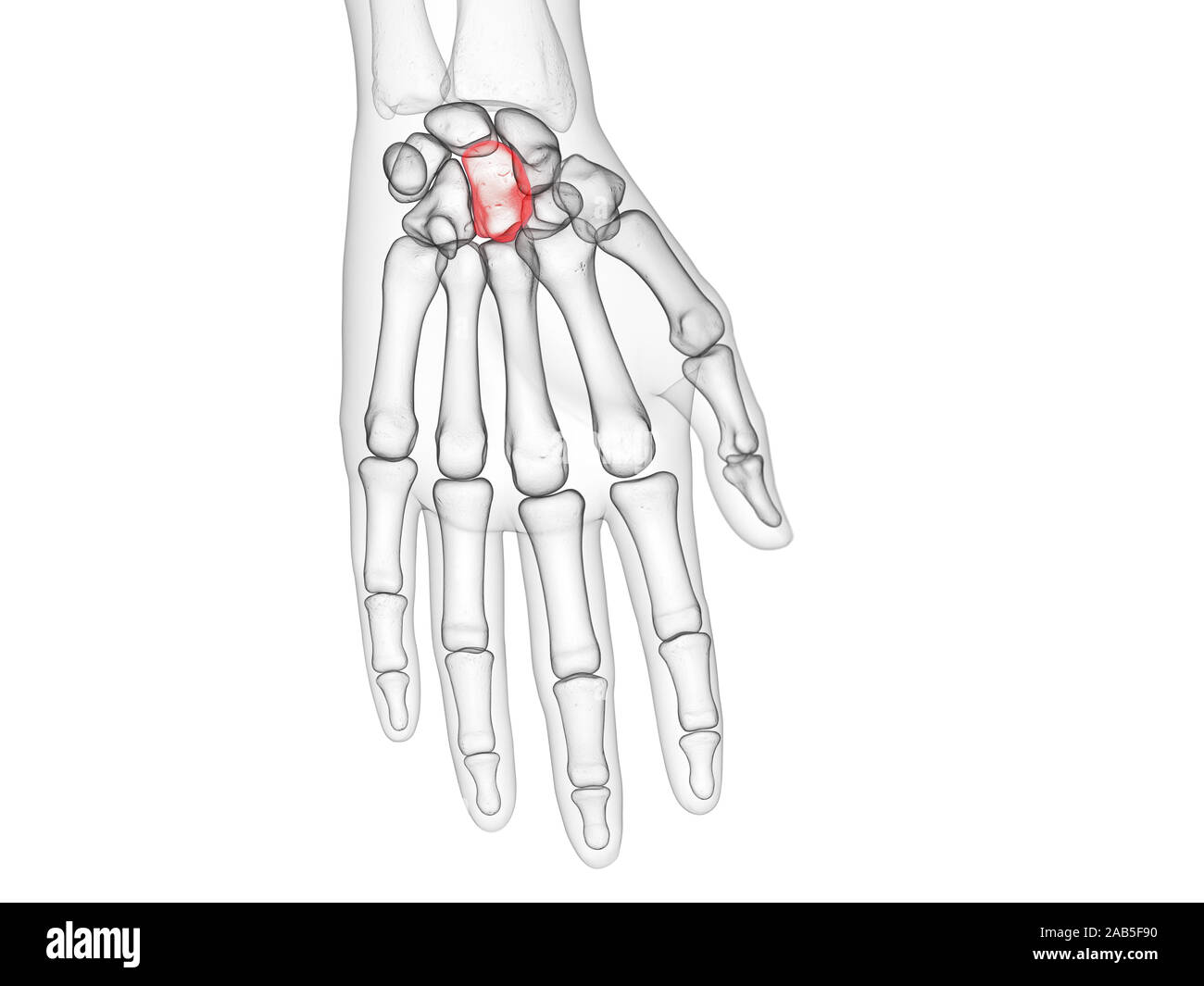 Rendu 3D précis médicalement illustration de la capitale bone Banque D'Images