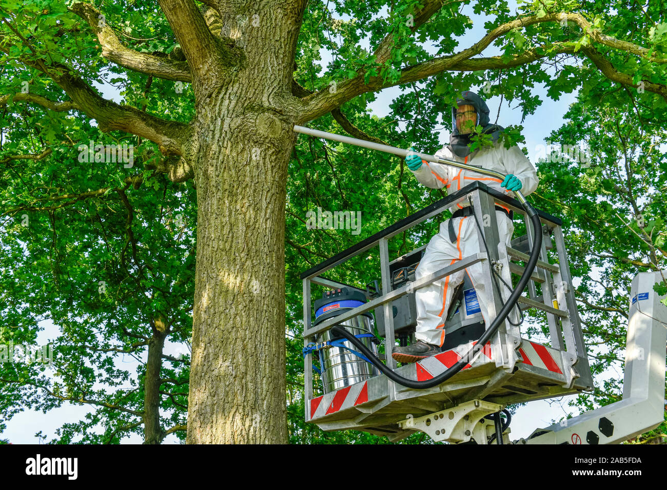 Bekämpfung Eichen-Prozessionsspinner, Münsterland, Nordrhein-Westfalen, Deutschland Banque D'Images