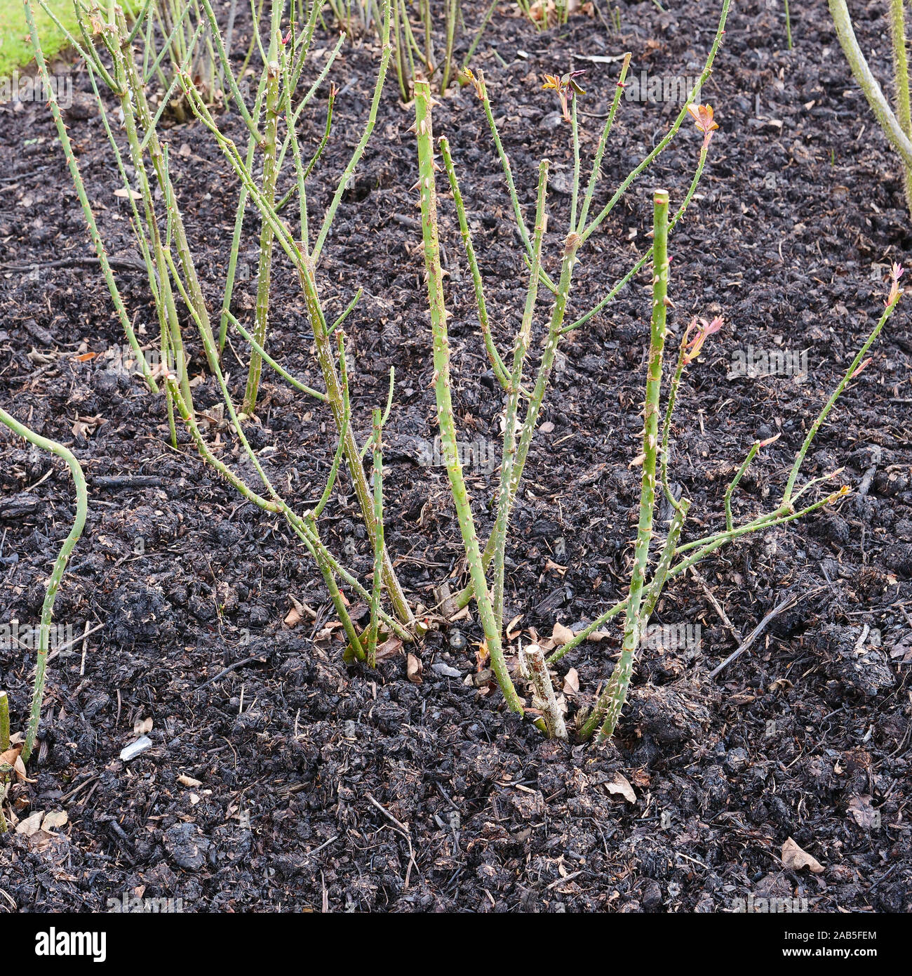 Nouveau rosier anglais arbustif Gertrude Jekyll a été élagué en hiver et le sol recouvert d'une couche de paillis. Banque D'Images