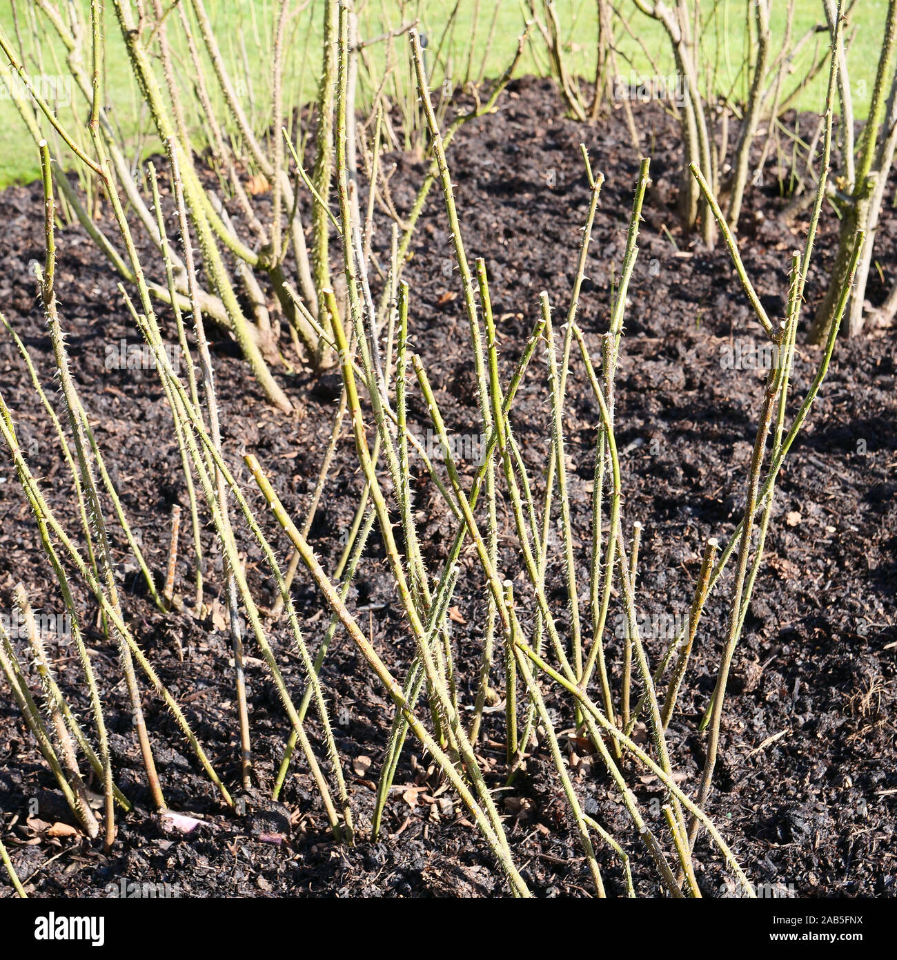 Centifolia Centifolia Rosa x 'a été élagué en hiver et le sol recouvert d'une couche de paillis. Banque D'Images