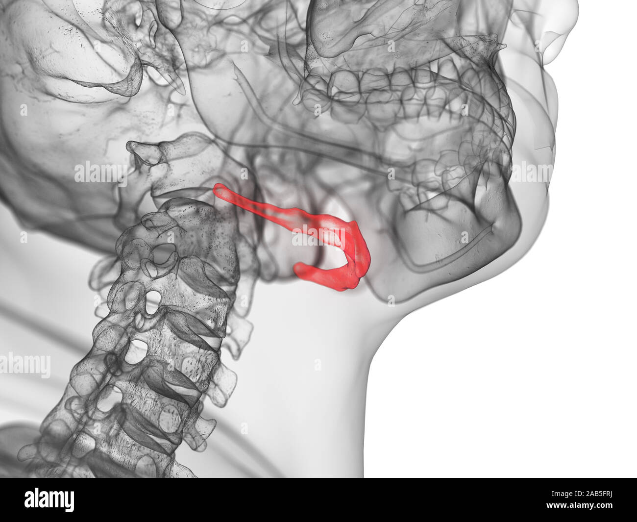 Rendu 3D précis médicalement illustration de l'os hyoïde Banque D'Images